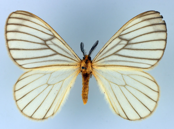 /filer/webapps/moths/media/images/C/crawshayi_Hibrildes_AM_TMSA_03.jpg