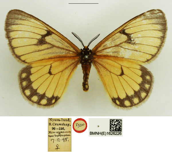 /filer/webapps/moths/media/images/C/crawshayi_Hibrildes_HT_NHMUK.jpg