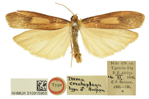 /filer/webapps/moths/media/images/C/creatoplaga_Ilema_HT_BMNH.jpg