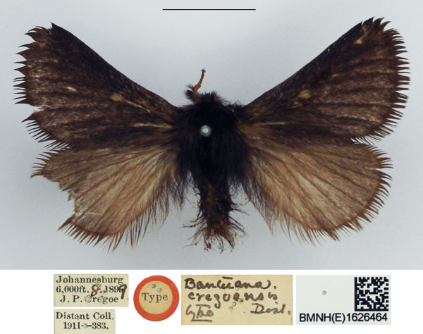 /filer/webapps/moths/media/images/C/cregoei_Bantuana_HT_NHMUK.jpg