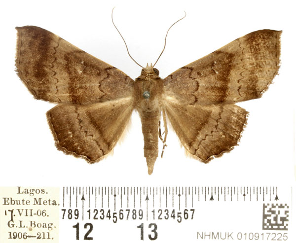 /filer/webapps/moths/media/images/C/crenata_Libystica_AF_BMNH.jpg