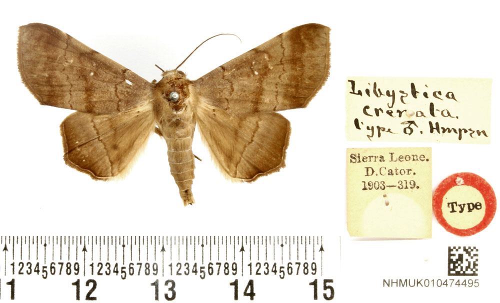 /filer/webapps/moths/media/images/C/crenata_Libystica_HT_BMNH.jpg