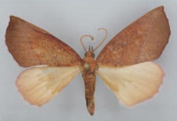 /filer/webapps/moths/media/images/C/crenata_Terpnostola_HT_TMSA.jpg