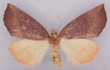 /filer/webapps/moths/media/images/C/crenata_Terpnostola_PT_TMSA.jpg
