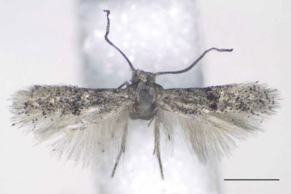 /filer/webapps/moths/media/images/C/crenata_Urodeta_PTM_RMCA.jpg