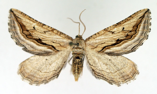/filer/webapps/moths/media/images/C/crenilinea_Hebdomophruda_AF_TMSA.jpg