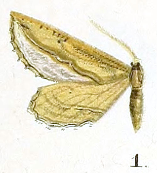 /filer/webapps/moths/media/images/C/crenilinea_Hebdomophruda_HT_Prout_16-1.jpg