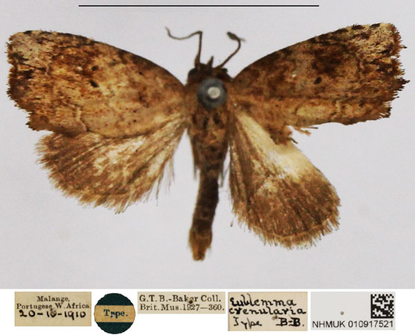 /filer/webapps/moths/media/images/C/crenularia_Eublemma_HT_NHMUK.jpg