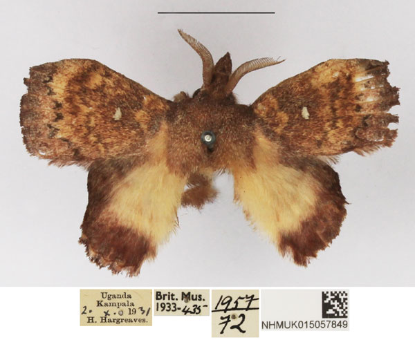 /filer/webapps/moths/media/images/C/crenulata_Leipoxais_AM_NHMUK_01.jpg