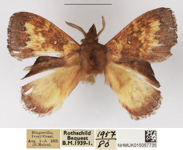 /filer/webapps/moths/media/images/C/crenulata_Leipoxais_AM_NHMUK_02.jpg