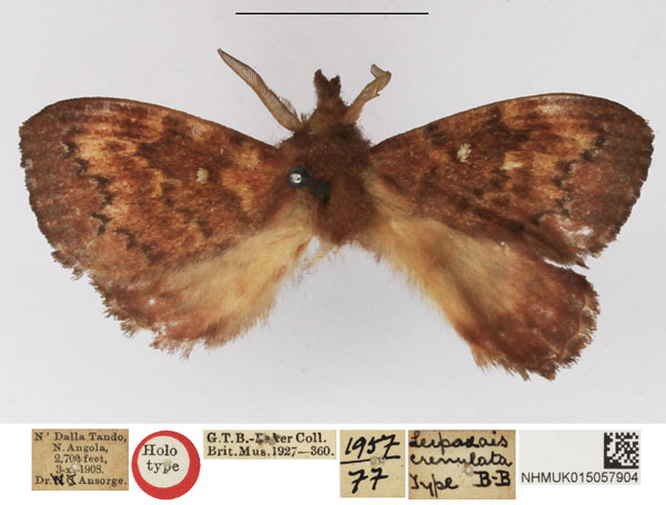 /filer/webapps/moths/media/images/C/crenulata_Leipoxais_HT_NHMUK.jpg