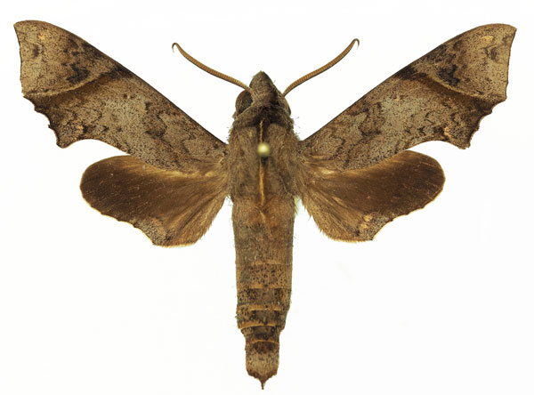 /filer/webapps/moths/media/images/C/crenulata_Temnora_AM_Basquina.jpg