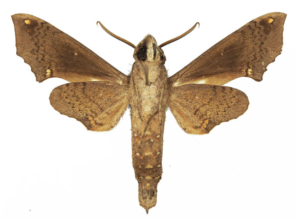 /filer/webapps/moths/media/images/C/crenulata_Temnora_AM_Basquinb.jpg