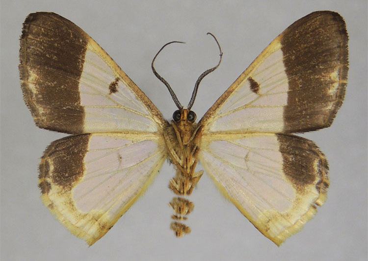 /filer/webapps/moths/media/images/C/crenulata_Zamarada_HT_ZSMb.jpg