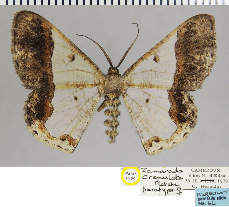 /filer/webapps/moths/media/images/C/crenulata_Zamarada_PTF_ZSM.jpg