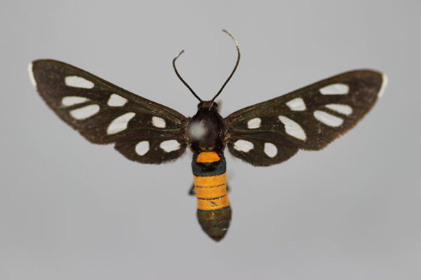 /filer/webapps/moths/media/images/C/creobota_Amata_A_BMNH.jpg