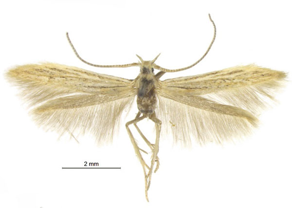 /filer/webapps/moths/media/images/C/creola_Coleophora_HT_Baldizzone.jpg