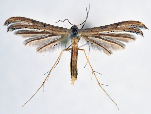 /filer/webapps/moths/media/images/C/crepuscularis_Exelastis_A_NHMO_02.jpg