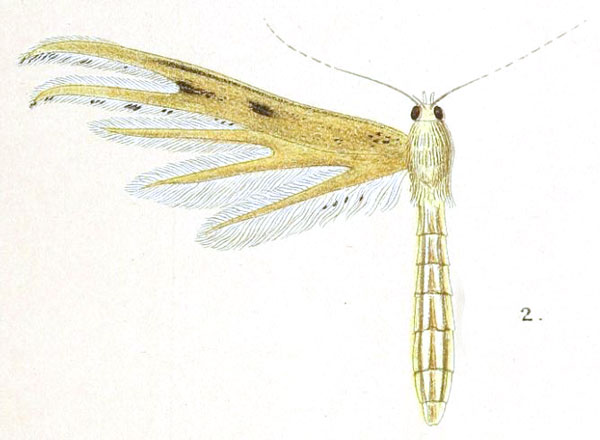 /filer/webapps/moths/media/images/C/crepuscularis_Pterophorus_HT_Meyrick_2-2.jpg