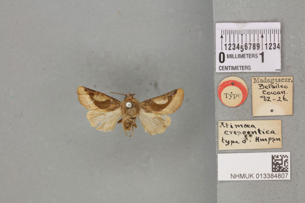 /filer/webapps/moths/media/images/C/crescentica_Atimaea_HT_BMNHa.jpg