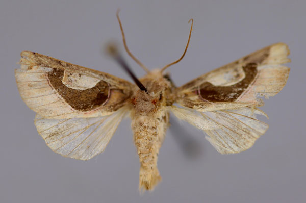 /filer/webapps/moths/media/images/C/crescentica_Metappana_A_RMCA_01.jpg