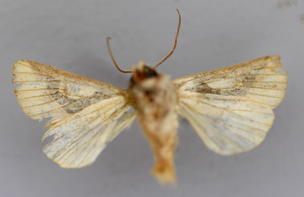 /filer/webapps/moths/media/images/C/crescentica_Metappana_A_RMCA_02.jpg
