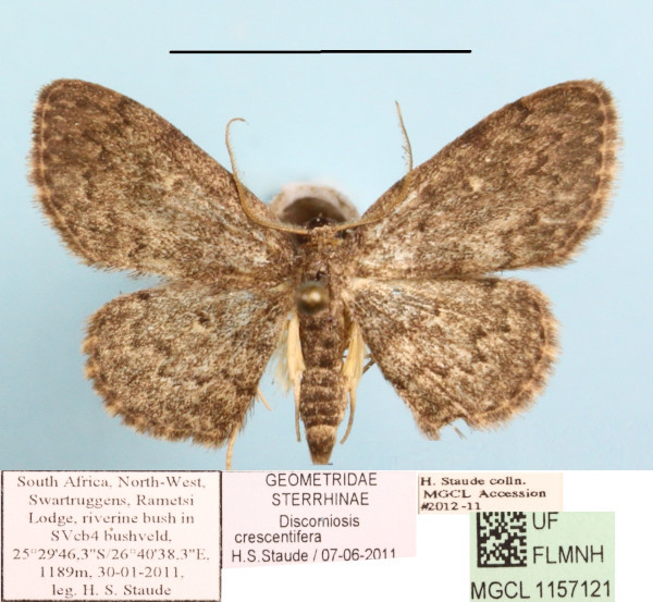 /filer/webapps/moths/media/images/C/crescentifera_Discomiosis_A_MGCLa_01.jpg