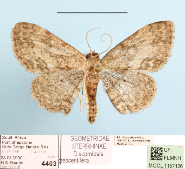 /filer/webapps/moths/media/images/C/crescentifera_Discomiosis_A_MGCLa_02.jpg