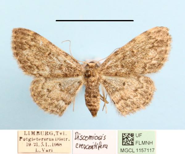/filer/webapps/moths/media/images/C/crescentifera_Discomiosis_A_MGCLa_03.jpg