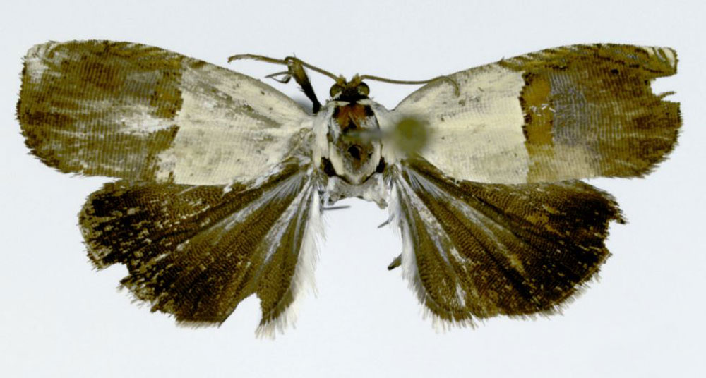 /filer/webapps/moths/media/images/C/cresson_Grapholita_HT_ZMJU.jpg