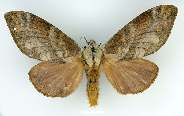 /filer/webapps/moths/media/images/C/crestalina_Pachytrina_AF_Basquin_01.jpg