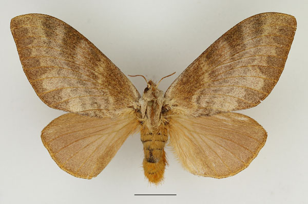 /filer/webapps/moths/media/images/C/crestalina_Pachytrina_AF_Basquin_02.jpg
