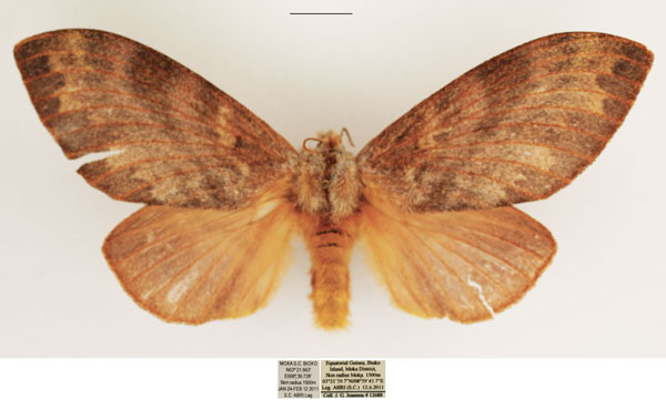 /filer/webapps/moths/media/images/C/crestalina_Pachytrina_AF_TMSA_01.jpg