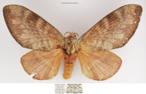 /filer/webapps/moths/media/images/C/crestalina_Pachytrina_AF_TMSA_02.jpg