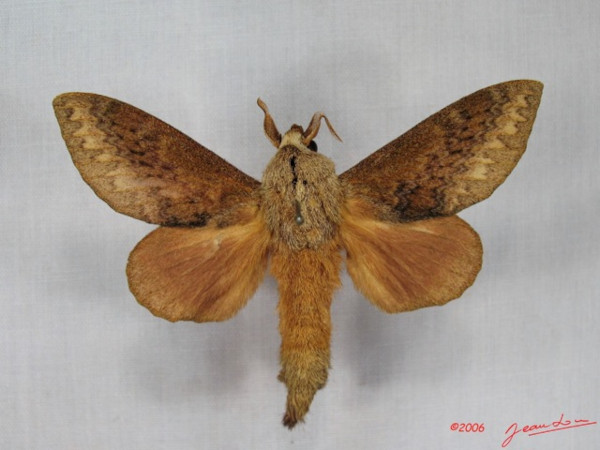 /filer/webapps/moths/media/images/C/crestalina_Pachytrina_AM_Alberta_01.jpg