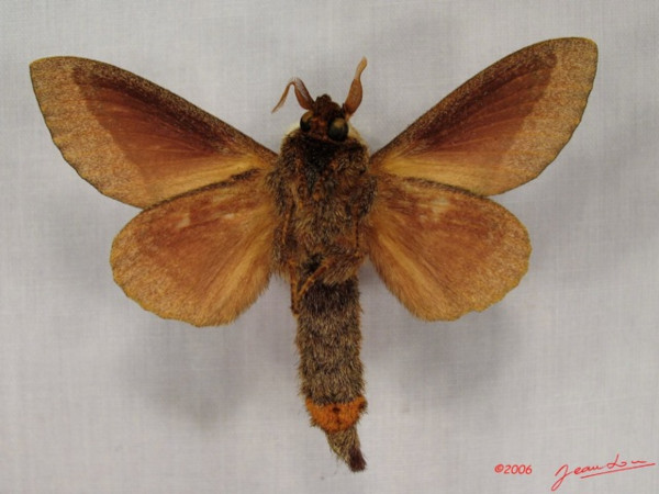 /filer/webapps/moths/media/images/C/crestalina_Pachytrina_AM_Albertb_01.jpg