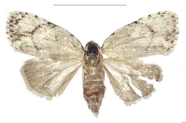 /filer/webapps/moths/media/images/C/cretacea_Ezishnola_AF_ANHRT.jpg