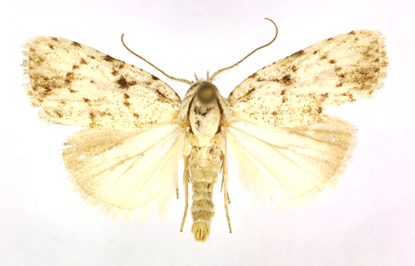 /filer/webapps/moths/media/images/C/cretacea_Ezishnola_AM_ANHRT.jpg
