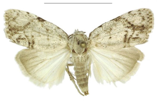 /filer/webapps/moths/media/images/C/cretacea_Ezishnola_AM_ANHRT_01.jpg