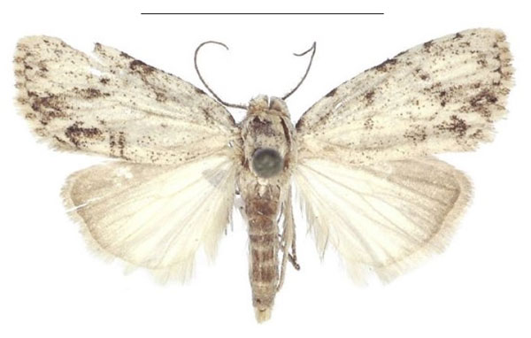 /filer/webapps/moths/media/images/C/cretacea_Ezishnola_AM_ANHRT_02.jpg