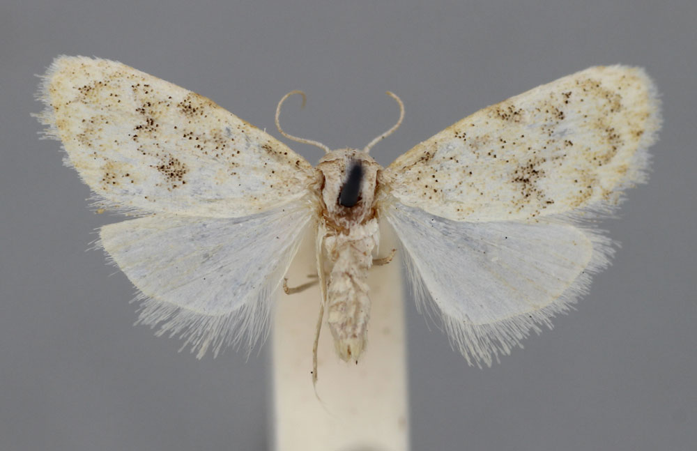 /filer/webapps/moths/media/images/C/cretacea_Nola_HT_BMNH.jpg