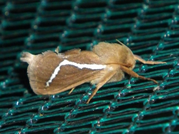 /filer/webapps/moths/media/images/C/cretata_Eudalaca_A_Liebenberg.jpg
