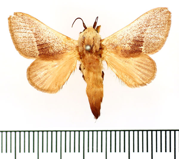 /filer/webapps/moths/media/images/C/cretata_Latoia_AM_BMNH_01.jpg