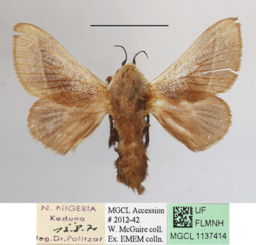 /filer/webapps/moths/media/images/C/cretata_Latoia_A_MGCLa_02.JPG