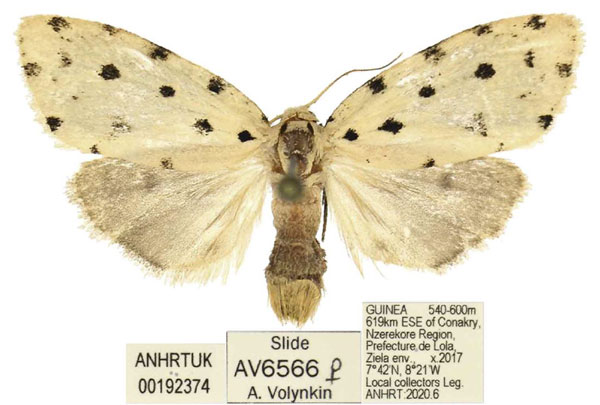 /filer/webapps/moths/media/images/C/cretata_Siccia_AF_ANHRT.jpg