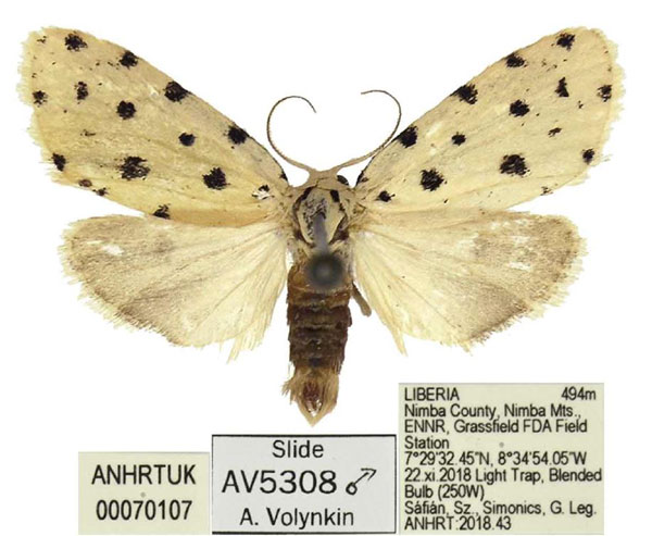 /filer/webapps/moths/media/images/C/cretata_Siccia_AM_ANHRT.jpg