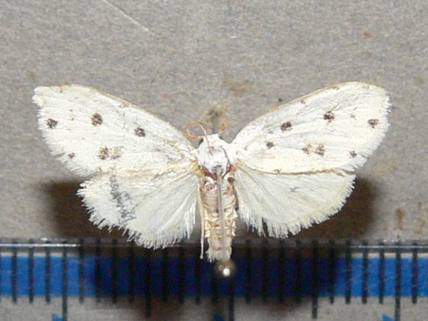 /filer/webapps/moths/media/images/C/cretata_Siccia_A_Goff_01.jpg