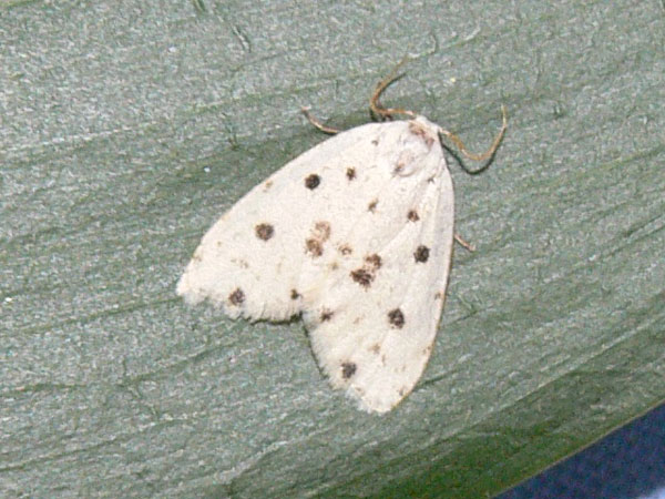 /filer/webapps/moths/media/images/C/cretata_Siccia_A_Goff_02.jpg