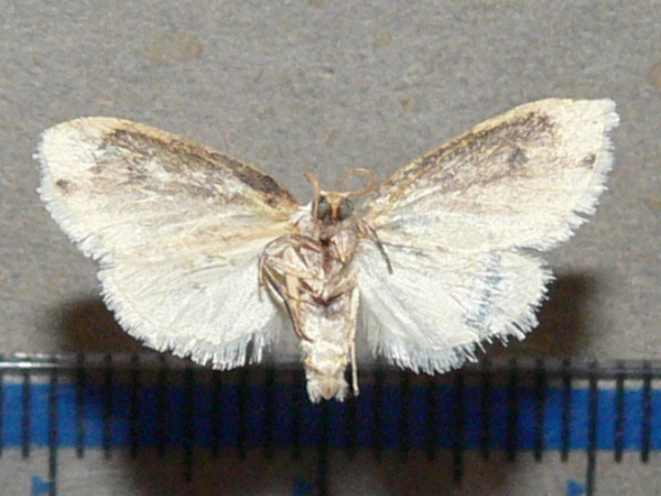 /filer/webapps/moths/media/images/C/cretata_Siccia_A_Goffb_01.jpg