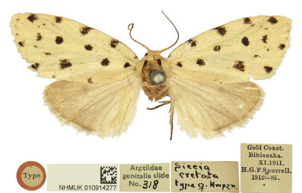 /filer/webapps/moths/media/images/C/cretata_Siccia_HT_BMNH.jpg